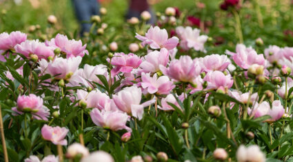 U-M Peony Garden named after W. E. Upjohn 100 years after his original gift